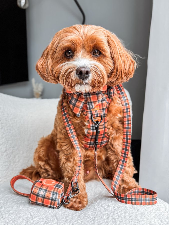 Instagram post by @littleteddylupin for Paw Couture. Caption reads: [...] new Rustic Plaid collection from....