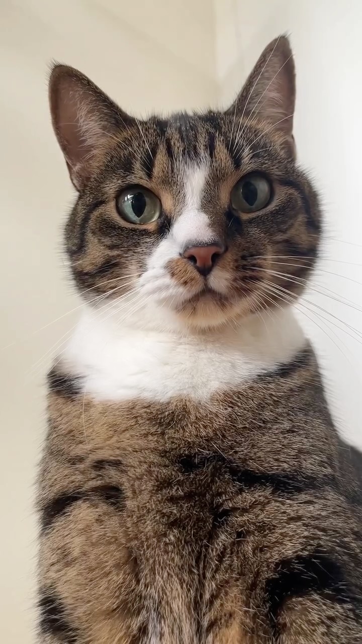 Instagram post by @oooh_my_cat for Petkit. Caption reads: [...] We recommend the newest litter box from....