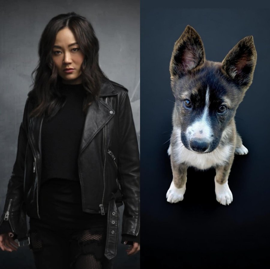 Instagram post by @toni.starr for Pups Without Borders. Caption reads: The last 3 puppies from @theboystv litter are....