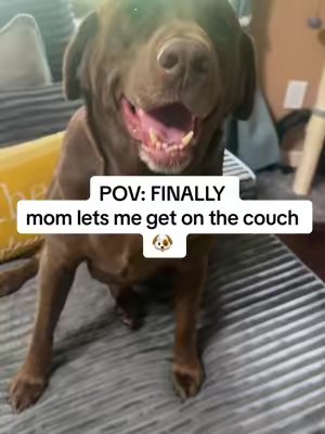 TikTok post by @kizzydeals for Muddy Mat. Caption reads: #muddymat #couchblanket #pets #pethair [...].