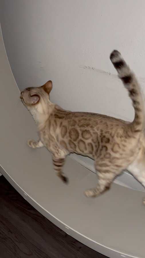 Instagram post by @veiled.oll for One Fast Cat. Caption reads: [...] @one_fast_cat cat wheel 😸

#gifted....