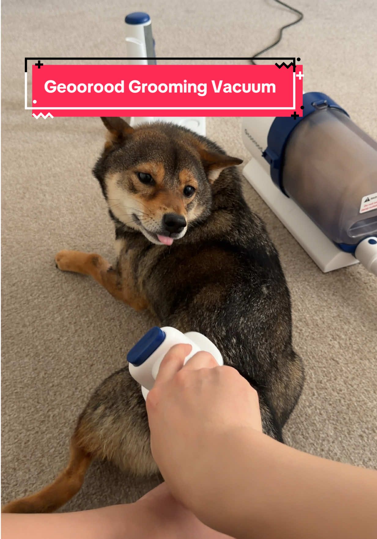 TikTok post by @umithediva for Geoorood. Caption reads: [...] is starting to love being groomed by....