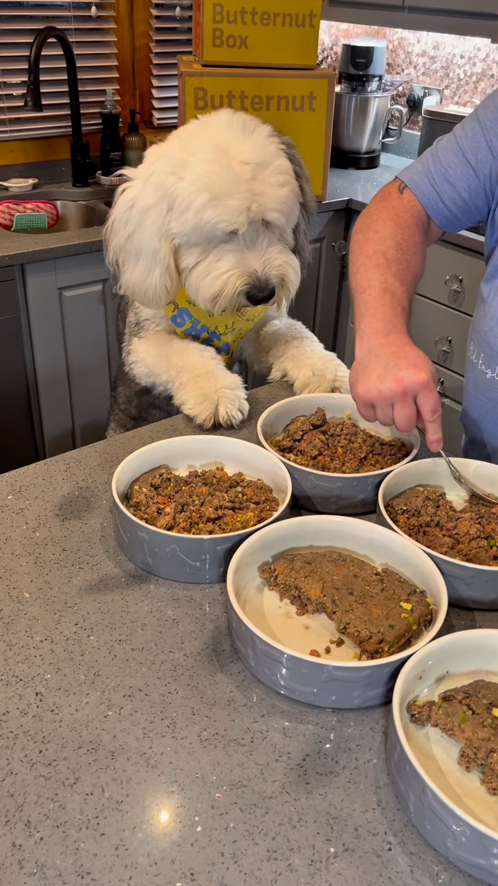 Instagram post by @shep_thesheepdog for Butternut Box. Caption reads: Improved appetites, firmer poos and shinier coats....