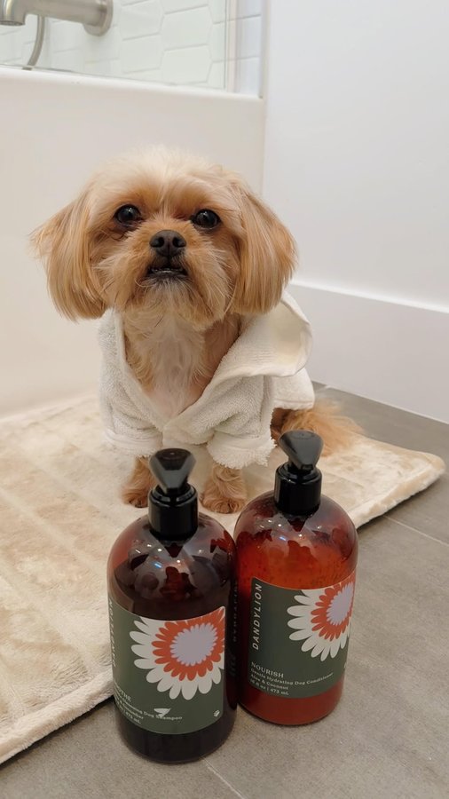 Instagram post by @butters.thepup for Dandylion. Caption reads: [...] scrubbin’ 😛 Thanks to my favorite....