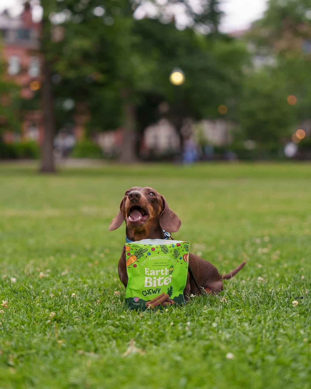Instagram post by @parker.dachshund for Earthborn Holistic Pet Food. Caption reads: Is your dog a treat fiend like Parker? If yes, you....