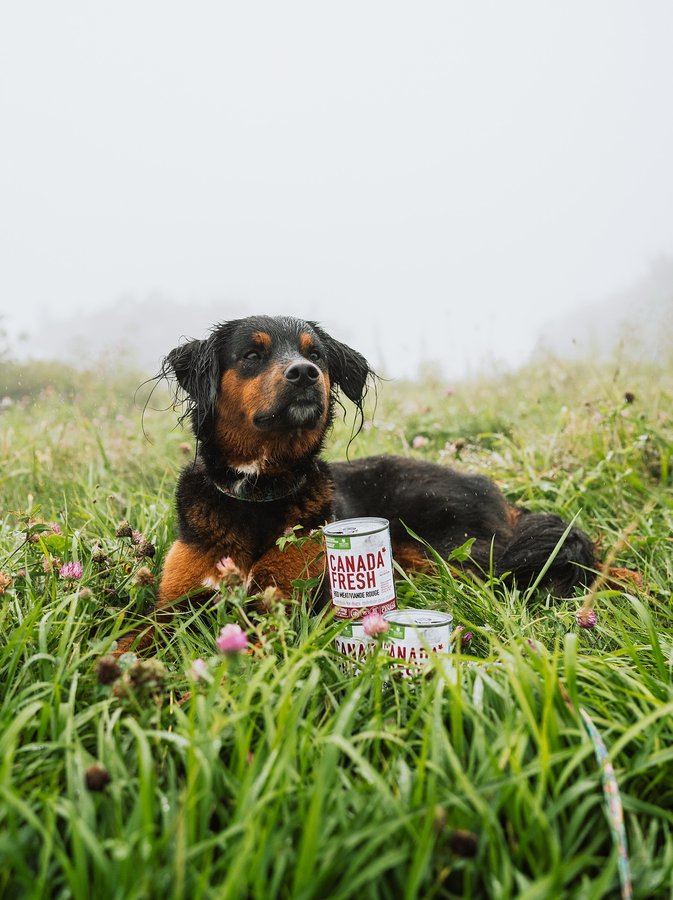 Instagram post by an influencer for Canada Fresh by PetKind. Caption reads: Rainy hikes are better with a snack | AD Frankie....