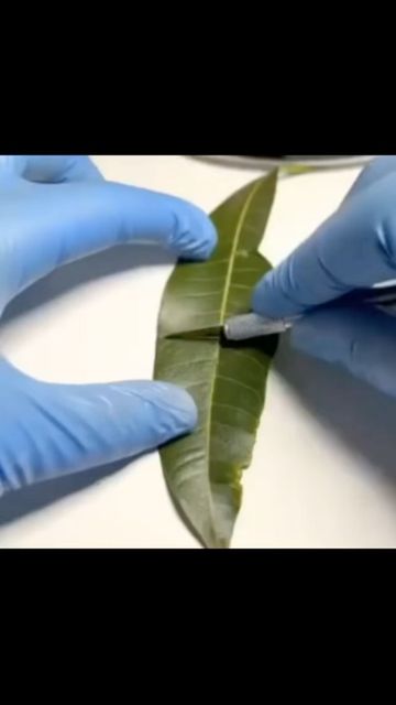 Instagram post by @susannebrech for EDEKA. Caption reads: A Mango leaf creating oxygen in real life. 🌱....