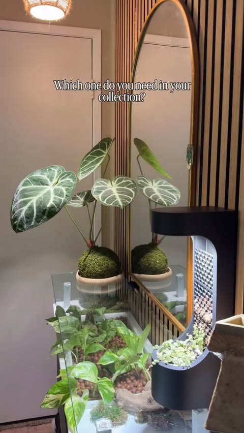 Instagram post by @plants_itsavibe for Bambu Lab. Caption reads: [...] and decorative pieces, I’m using my Bambu....