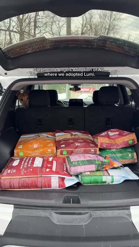 Instagram post by @milothepencildog for Open Farm Pet. Caption reads: Thank you @openfarmpet for partnering with me to....