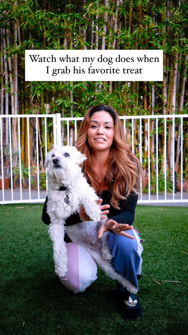 Instagram post by @torinishino for Wellness Pet Food. Caption reads: How many spins did you count? 😅 Bon Bon is....