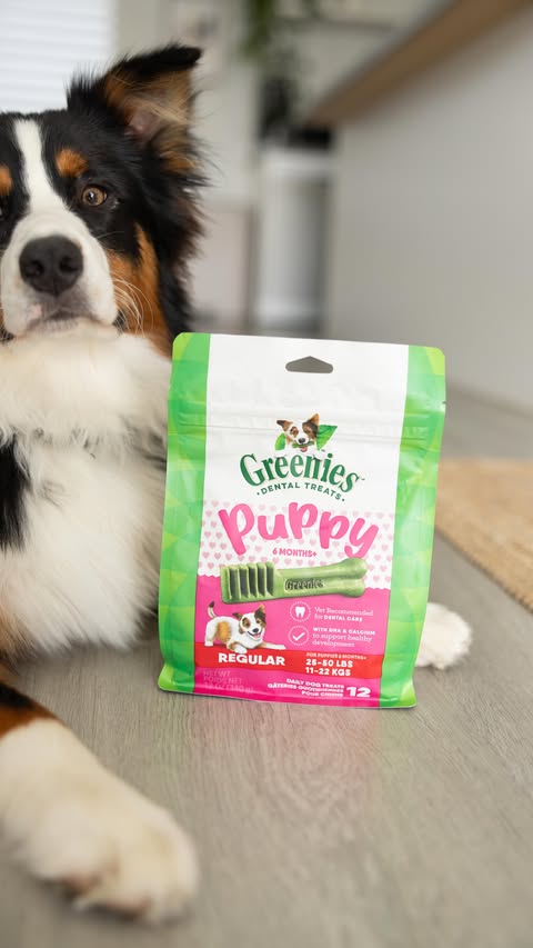 Instagram post by @aussieyuki for GREENIES. Caption reads: [...] later on. We’ve been using GREENIES Puppy....