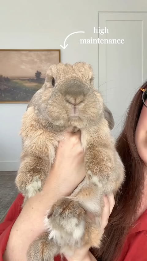 Instagram post by @bunnynamedtheodore for Chewy. Caption reads: [...] a lot of guessing… and a lot of no’s. @chewy....
