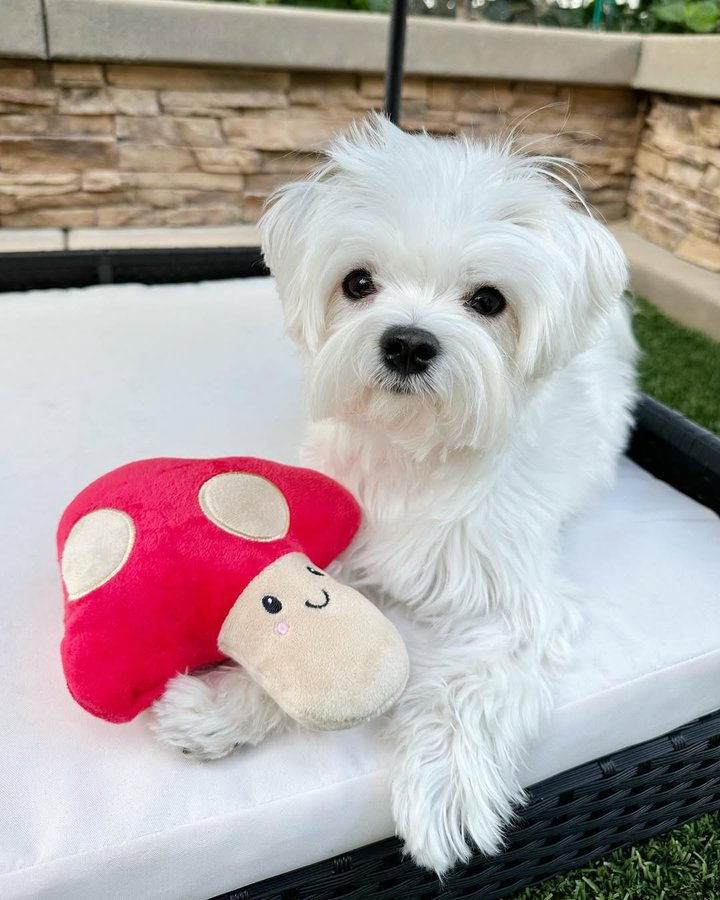 Instagram post by @mochifloof for PupBox. Caption reads: [...] doors or windows? A mushroom! 🍄🐶🐾 #pupbox....