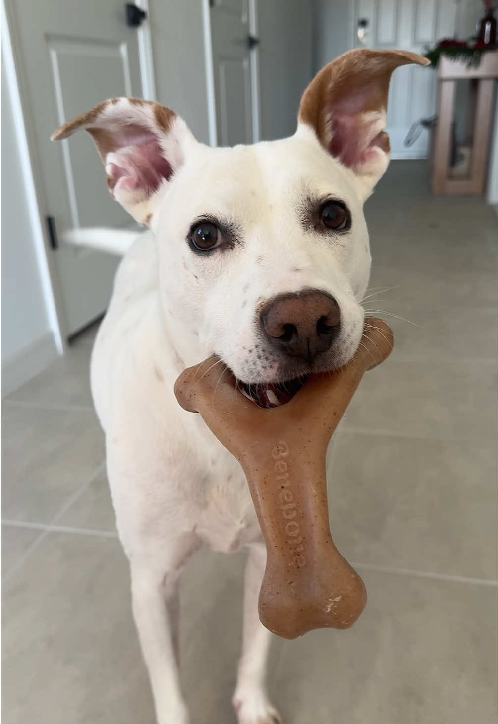 TikTok post by @jackdanielsmom for Benebone. Caption reads: Hurry before this offer ends! @Benebone #benebone....