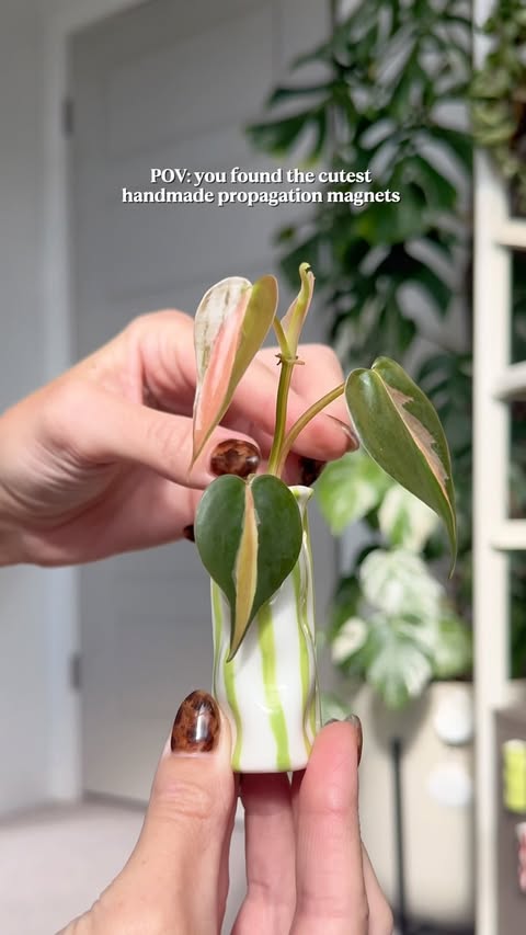 Instagram post by @mariahgrows for etsy. Caption reads: [...] | Plant Finds | Indoor Plant Lovers @etsy....