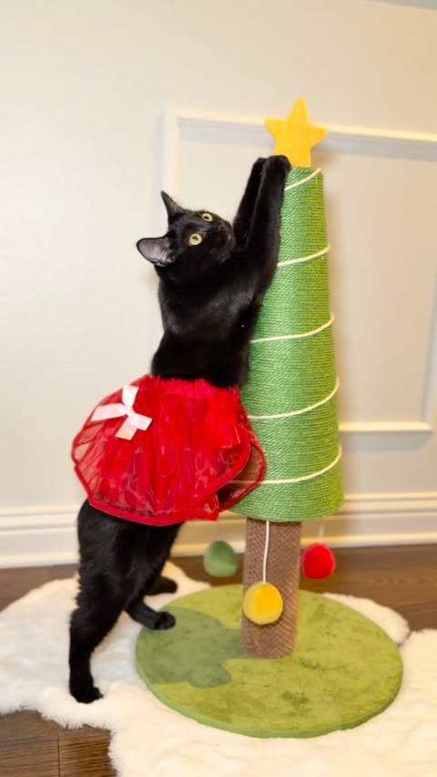 Instagram post by @mersha.theminipanther for Petco. Caption reads: Just a little void kitten girly enjoying her first....