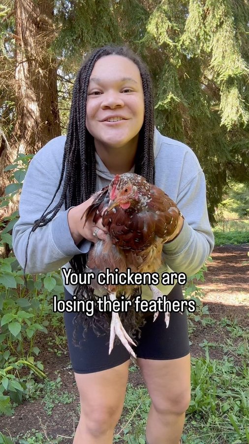 Instagram post by @chickenchaserbri for Grubbly Farms. Caption reads: [...] and after the molt 🪶My go to’s are....