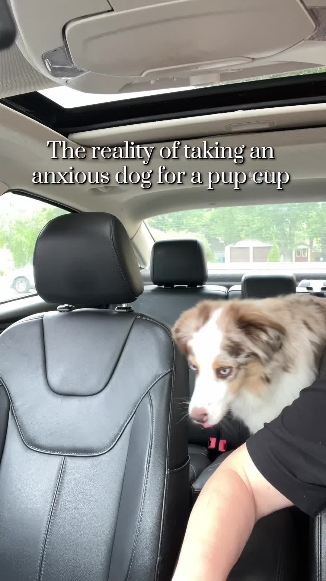 TikTok post by @oakley.theminiaussie for drift. Caption reads: [...] but the aftermath needed backup 😂🐶🚗....
