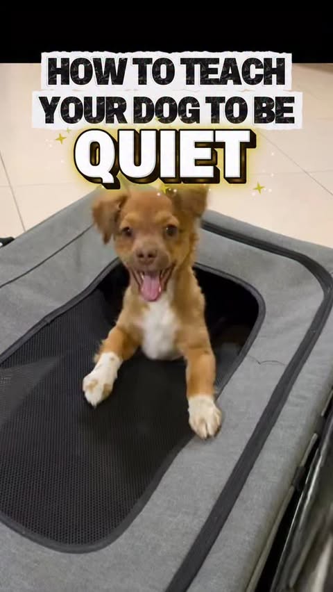 Instagram post by @breejustine for BarkBox. Caption reads: Have you ever struggled with barking? What....