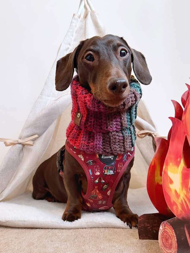 Instagram post by an influencer for Pet Pooch Boutique. Caption reads: [...] ♥️ Snood & Harness @petpoochboutique....