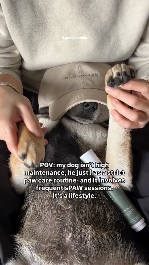 Instagram post by @gunner.shiba for Dandylion. Caption reads: [...] 24/7
…is a team effort between me,....