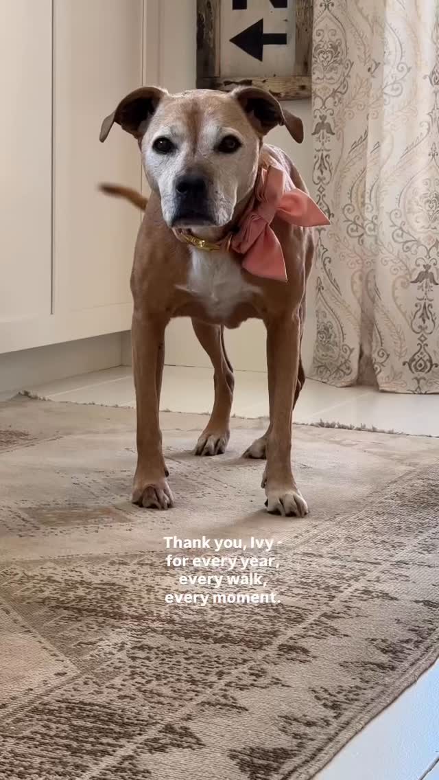 Instagram post by @debanddanelle for The Farmer's Dog. Caption reads: Thank you Ivy for the last 13 years 🥺 and thank....