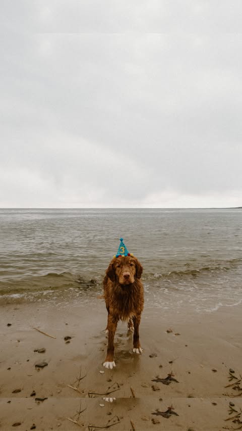 Instagram post by @foxtoller for PetSmart. Caption reads: [...] with us, you can get your own through....