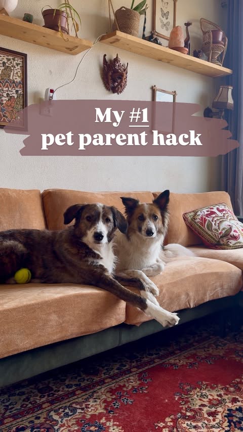 Instagram post by @ourlifewithstrays for Nolan Interior. Caption reads: My absolute favorite pet parent hack! These sofa....
