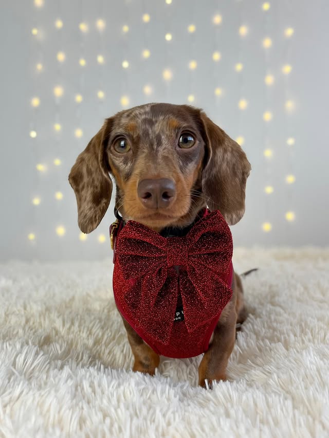 Instagram post by @margotdapple for Cocopup London. Caption reads: a lil throwback tuesday 🤭 burgundy sparkle is....