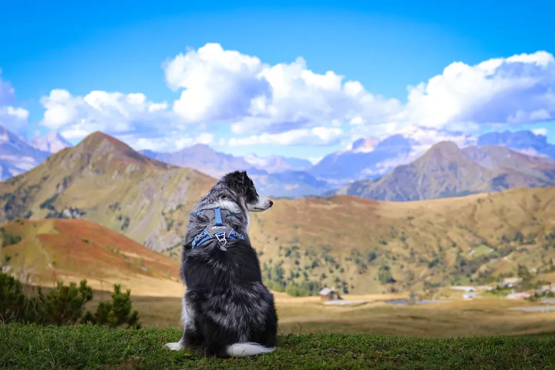 Instagram post by @mydogmilosmith for Kurgo. Caption reads: [...] Finch taking it all in, suited up in his....