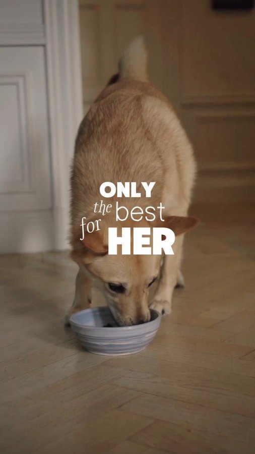 Instagram post by @simplysarek for Pala Pets. Caption reads: Cause you are what you eat 🥣

And @pala.pets is....