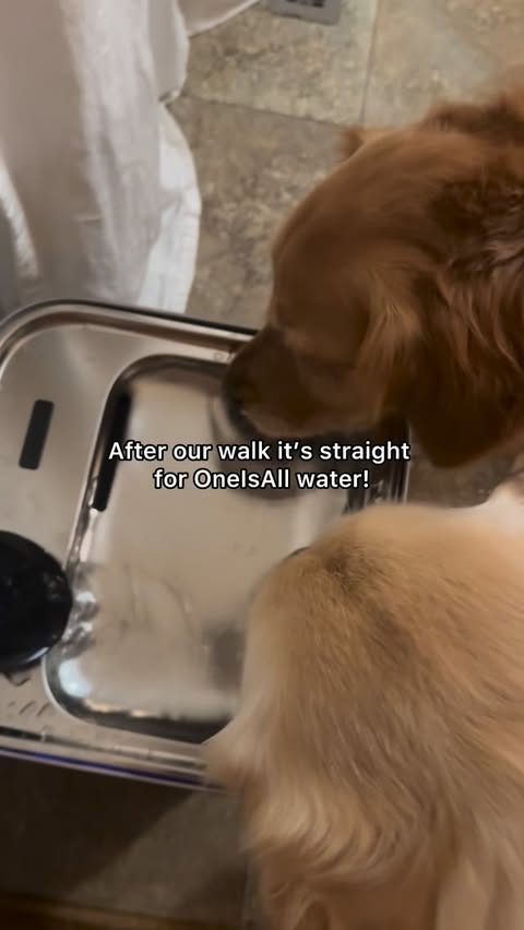 Instagram post by @griffysdayinthelife for Oneisall. Caption reads: Charli and Sunny love and enjoy their OneIsAll Dog....