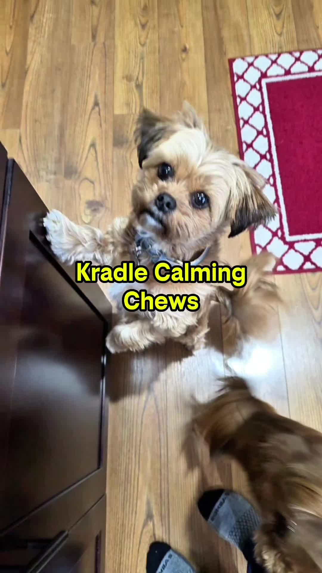 TikTok post by @shorkiebros for Kradle. Caption reads: [...] less tense and relaxed. #calmingchews....
