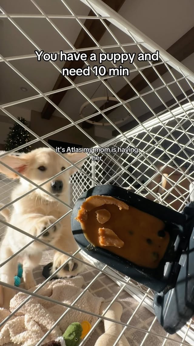 Instagram post by @atlas.the.golden.boy for Diggs. Caption reads: [...] PB let’s be besties 😍🐾 I love our....