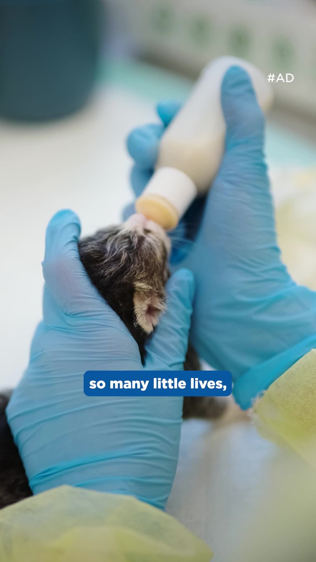 Instagram post by @kittenxlady for Hills Pet. Caption reads: Can you foster kittens if you already have pets?....