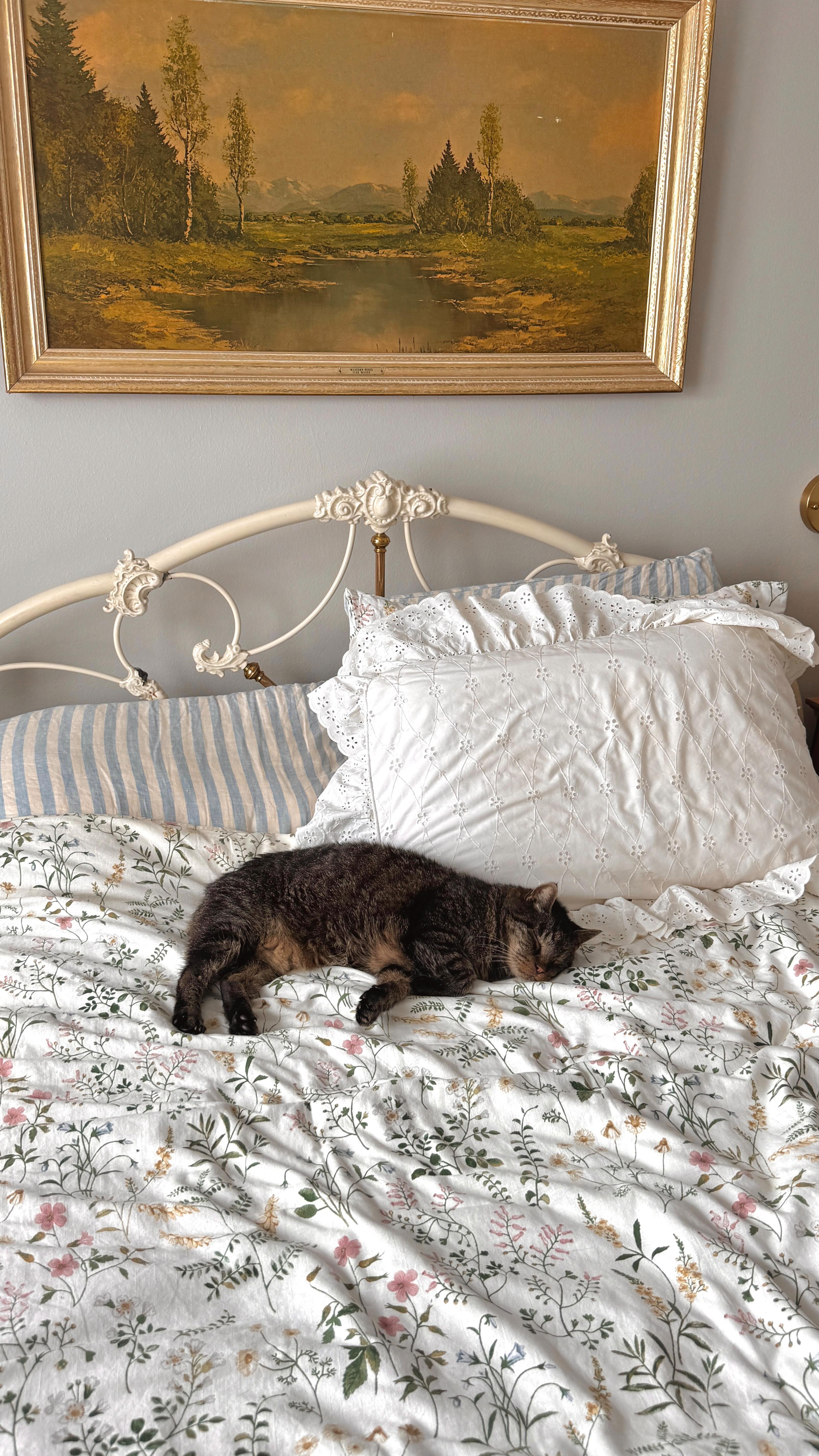 Instagram post by @laurenemilyjuarez for Wellness Pet Food. Caption reads: #ad | My senior cat and I are basically the same....