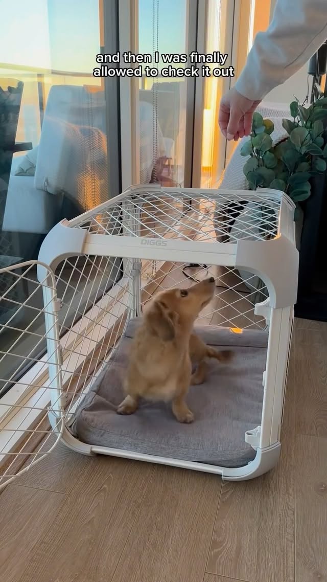 Instagram post by @franklinandmilo for Diggs. Caption reads: Absolutely OBSESSSED with my new @diggspet crate!....