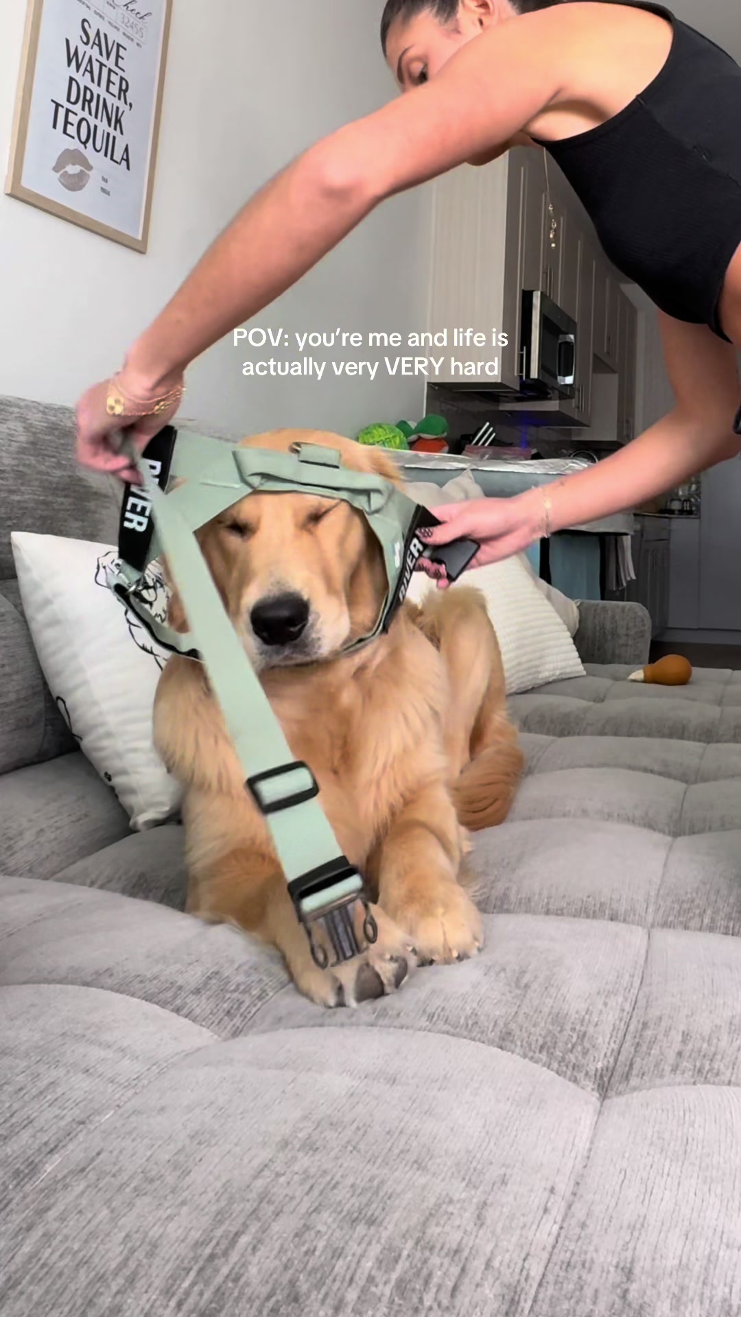 TikTok post by @golden.life.with.river for Dog Friendly Co. Caption reads: [...] i’m like famous or something idk.....