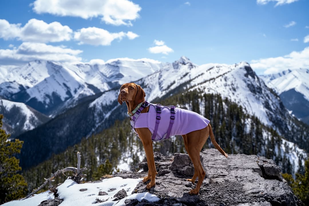 Instagram post by @milliethevizslacanada for Voyagers K9 Apparel. Caption reads: [...] weekend? Vizsla Tummy Warmer by....