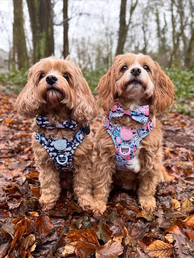 Instagram post by @rodneyandmabel_the_cavapoos for Bailey and Coco. Caption reads: [...] get pics of the new additions to the....