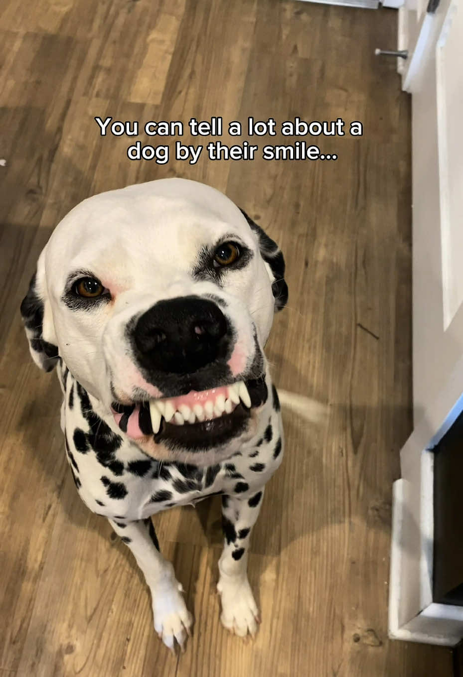 TikTok post by @greythedalmatian for Wellness Pet Food. Caption reads: #AD | Did you know 80% of dogs over age 3 show....