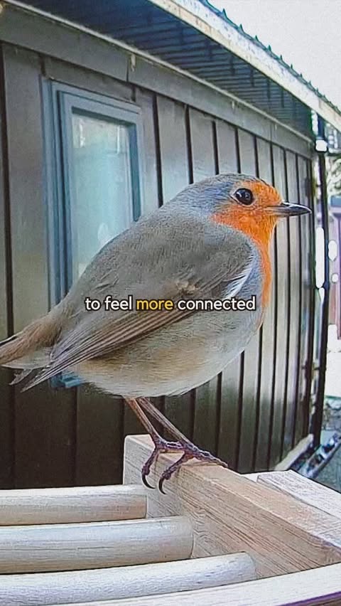 Instagram post by @cabincaban for Birdfy. Caption reads: [...] but here we are 🐦 Ad | We added the....