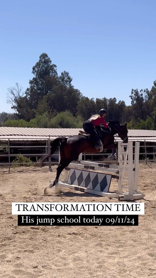 Instagram post by @zlequestrian for Majyk Equipe. Caption reads: [...] @Devoucoux_centralca_nv @shires_usa....