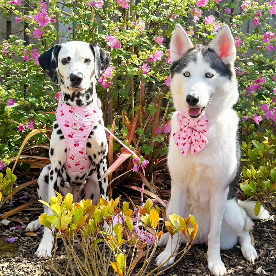 Instagram post by @thefoxwolfspotbossandbaby for Cookie & Chewkie. Caption reads: Happy Chewsday Frens 🍒 💕💕

Luna and Mila here....
