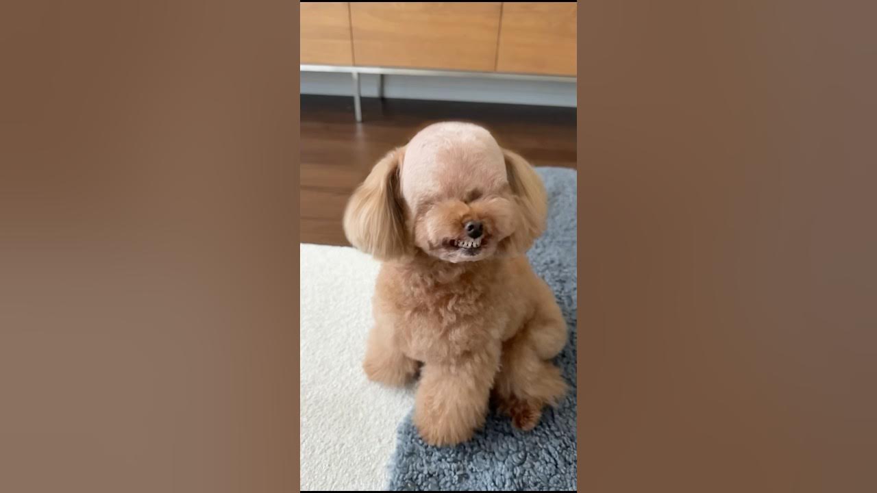 YouTube post by @PannaTVdog for PetSnowy. Caption reads: [...] bald — it’s just a fun effect! #PR #PetSnowy....