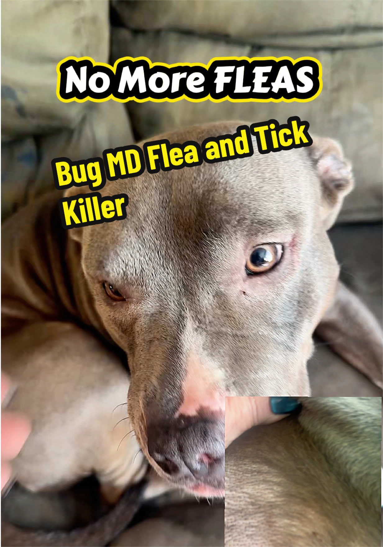 TikTok post by @wendi.tts for BugMD. Caption reads: BugMD Flea & Tick Concentrate (3.7 oz, 2-Pack)....