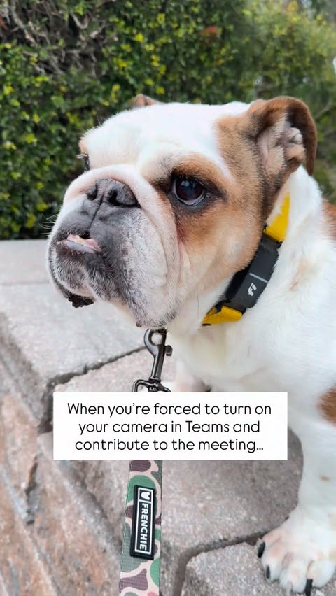 Instagram post by @perfectpennybulldog for Fi. Caption reads: [...] to add from me thanks! 👍🏻 Collar by....
