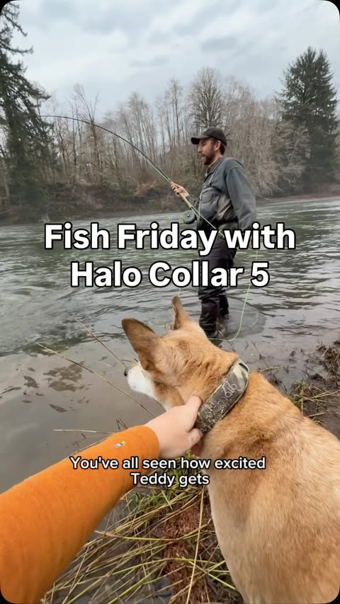 Instagram post by @thefishingmutts for Halo Collar. Caption reads: [...] we appreciate that @HaloCollar 5 gives us....