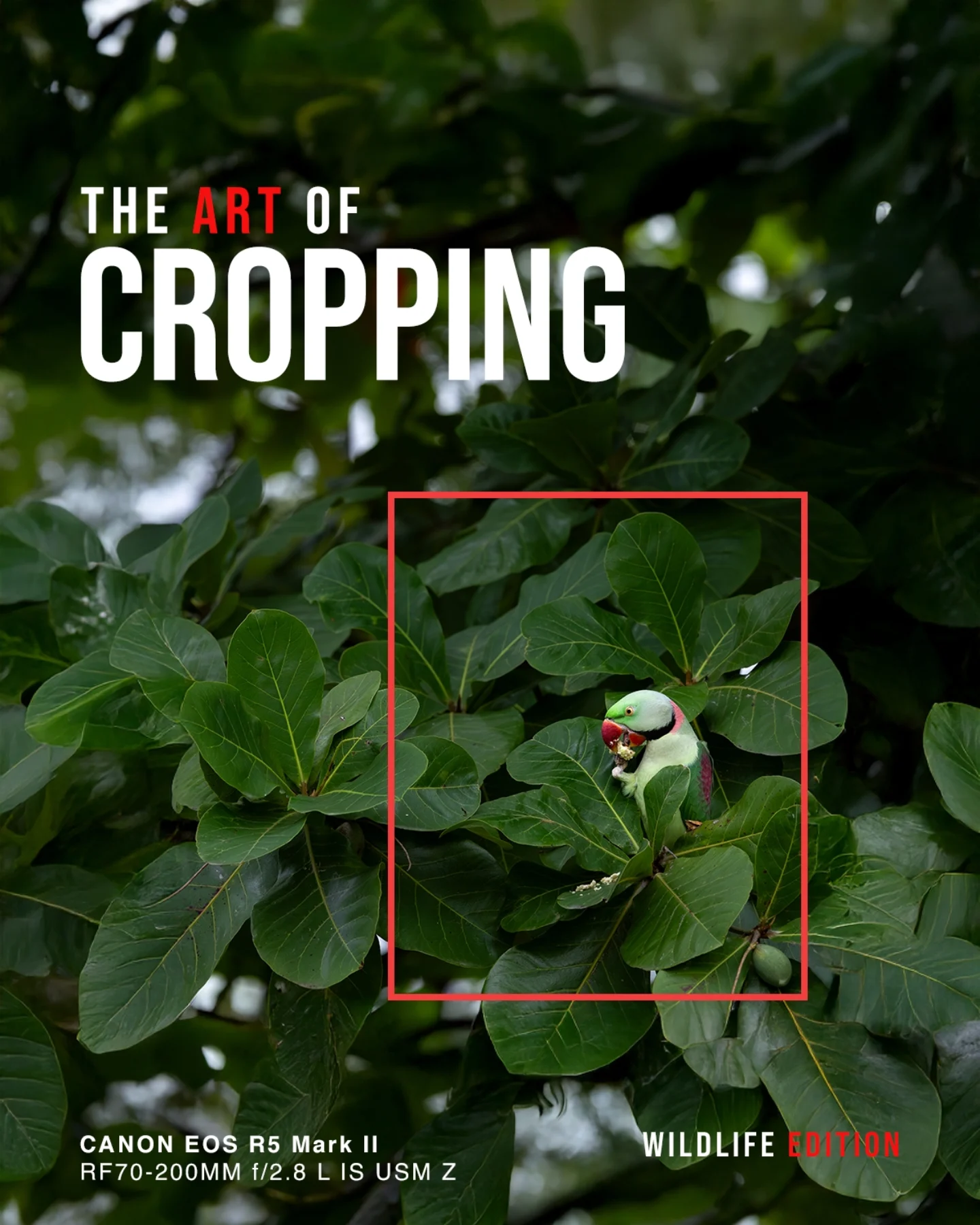 Instagram post by @prashant_singh_photography for Canon Italia. Caption reads: 👀 What I See…
📸 What I Take.
✂ What I....