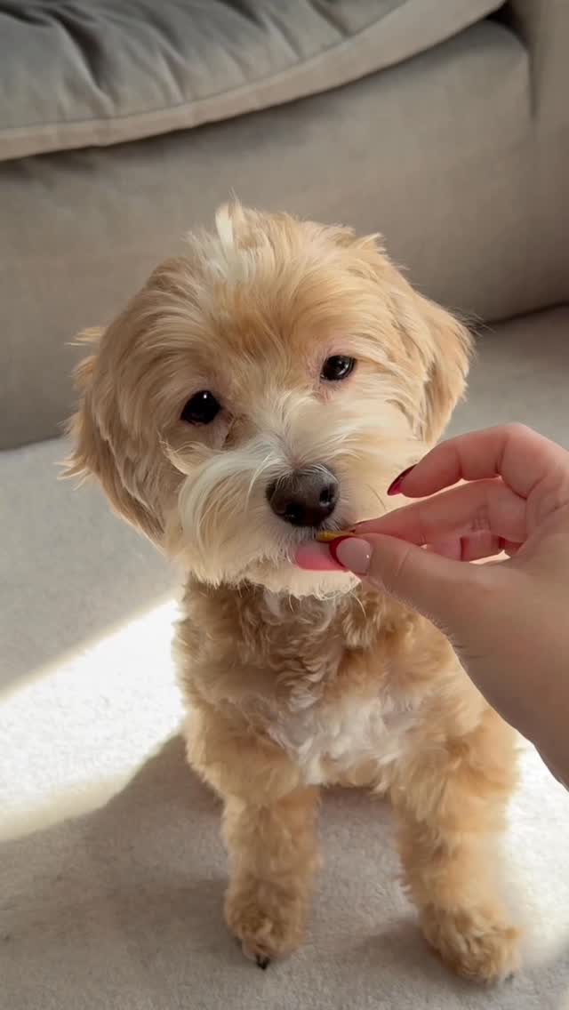 Instagram post by @fifiimarie for Native Pet. Caption reads: teddy turned 3 this year and I’ve been noticing....